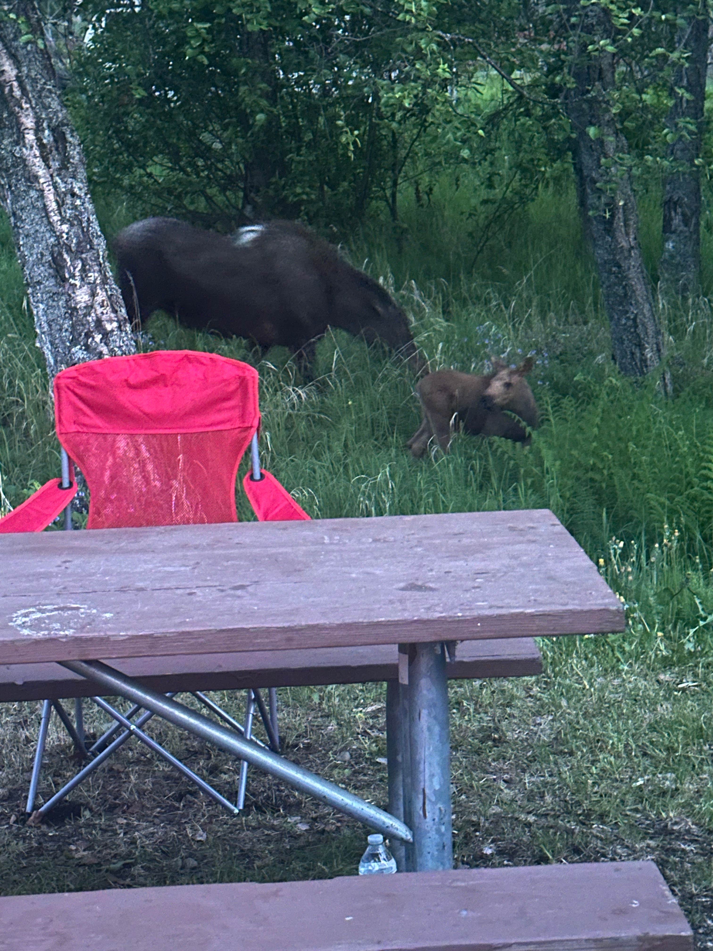 Camper-submitted photo at Centennial Park & Campground near Kenai National Wildlife Refuge