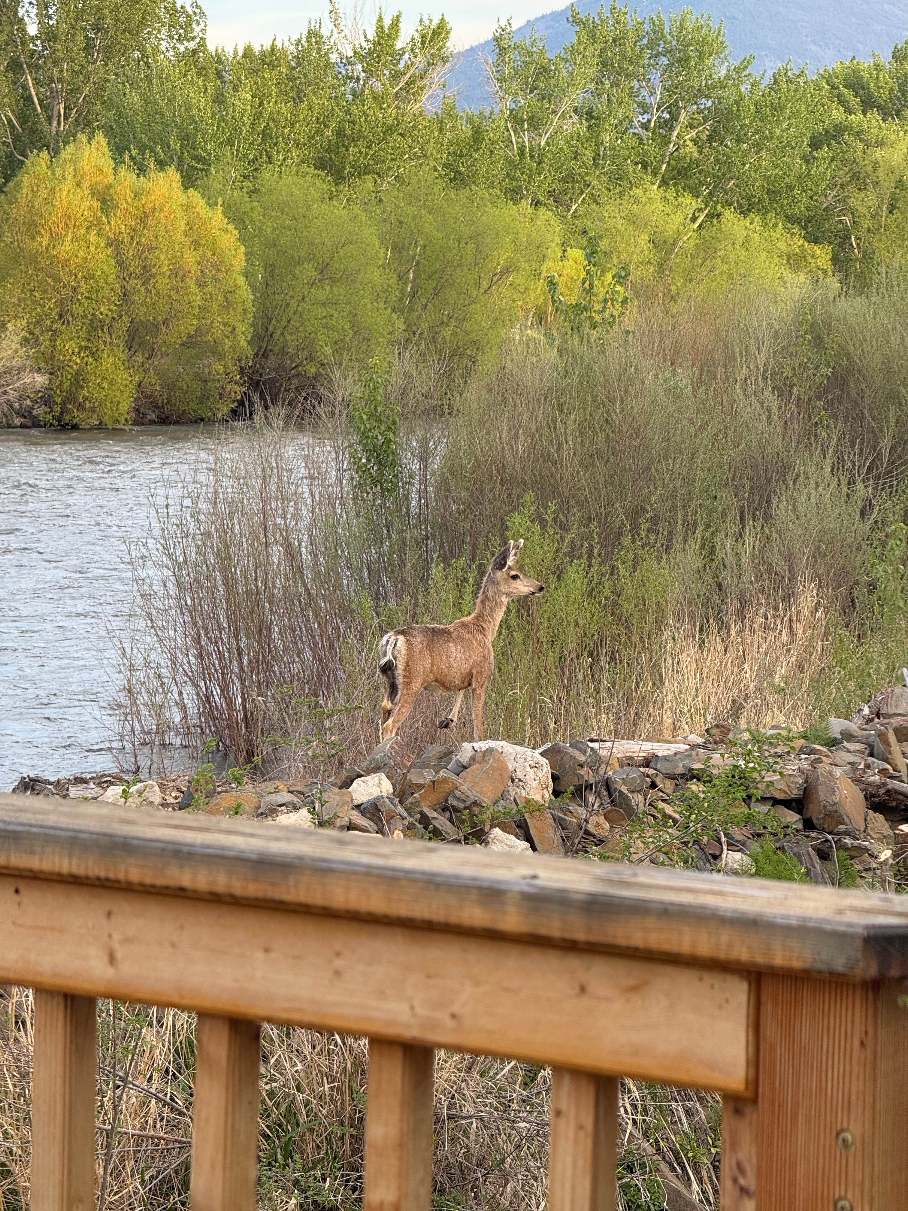 Camping near Bloody Dick Cabin: Andreas on the River RV Park, Salmon, Idaho