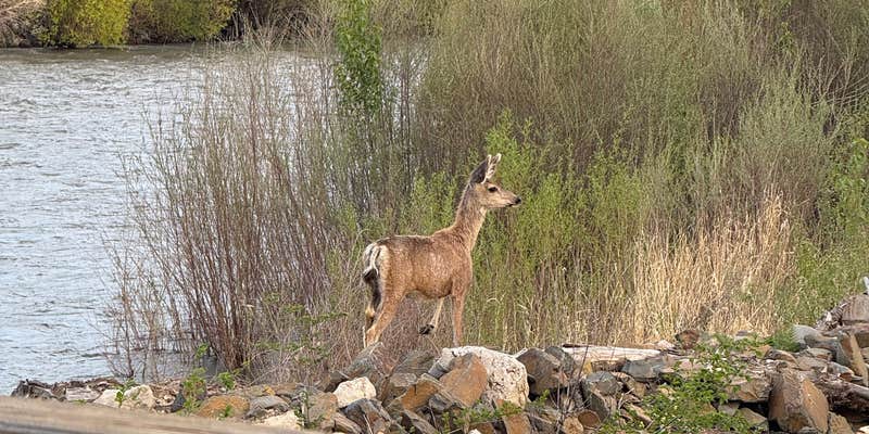 Camper submitted image from Andreas on the River RV Park