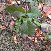 Review photo of Champoeg State Heritage Area Campground by TheFoxphire F., September 23, 2025