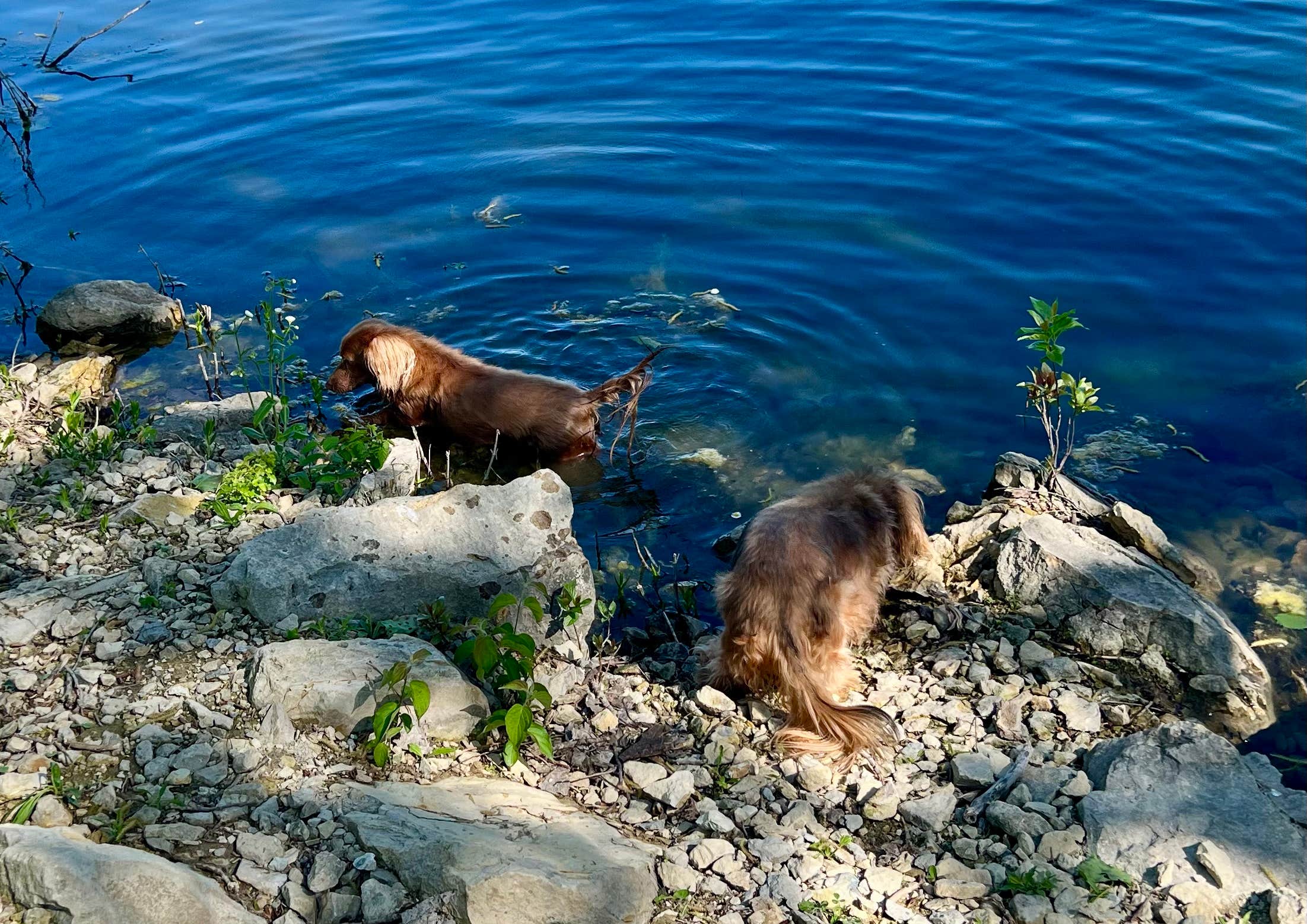 Cher & Walter P.'s photo of camping with pets at Chase State Fishing Lake near El Dorado Lake