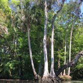 Review photo of Chassahowitzka River Campground by Lexi W., February 8, 2024