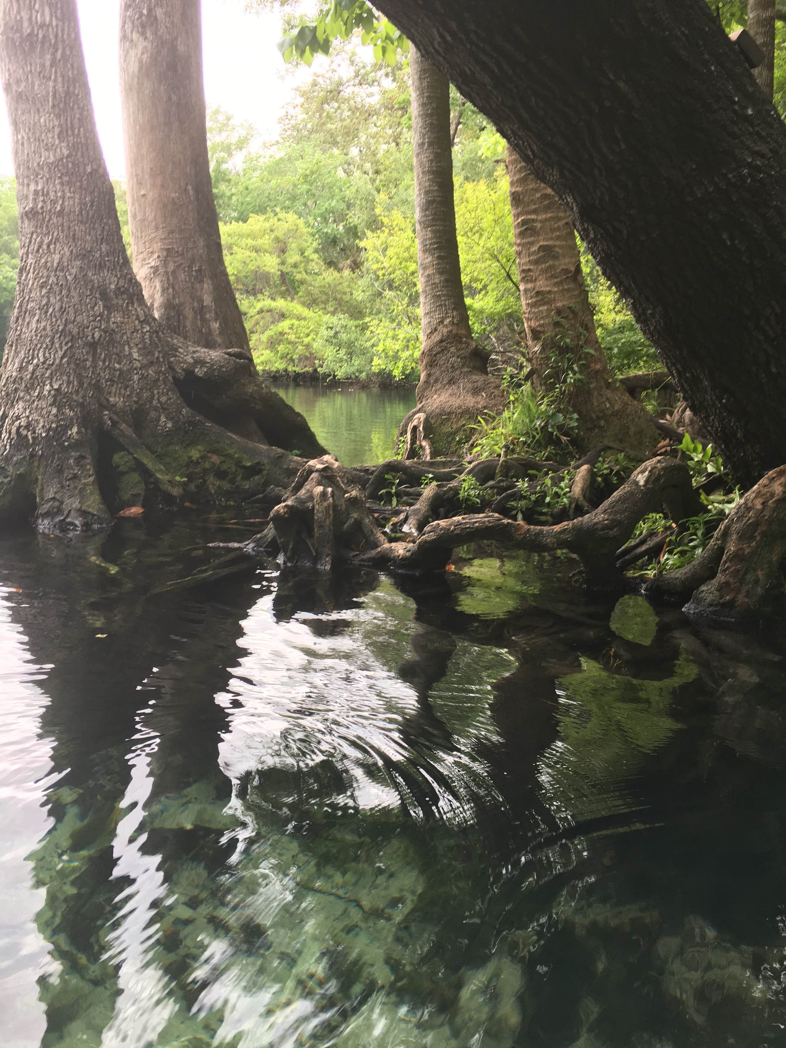 Chassahowitzka River Campground | Homosassa, Florida