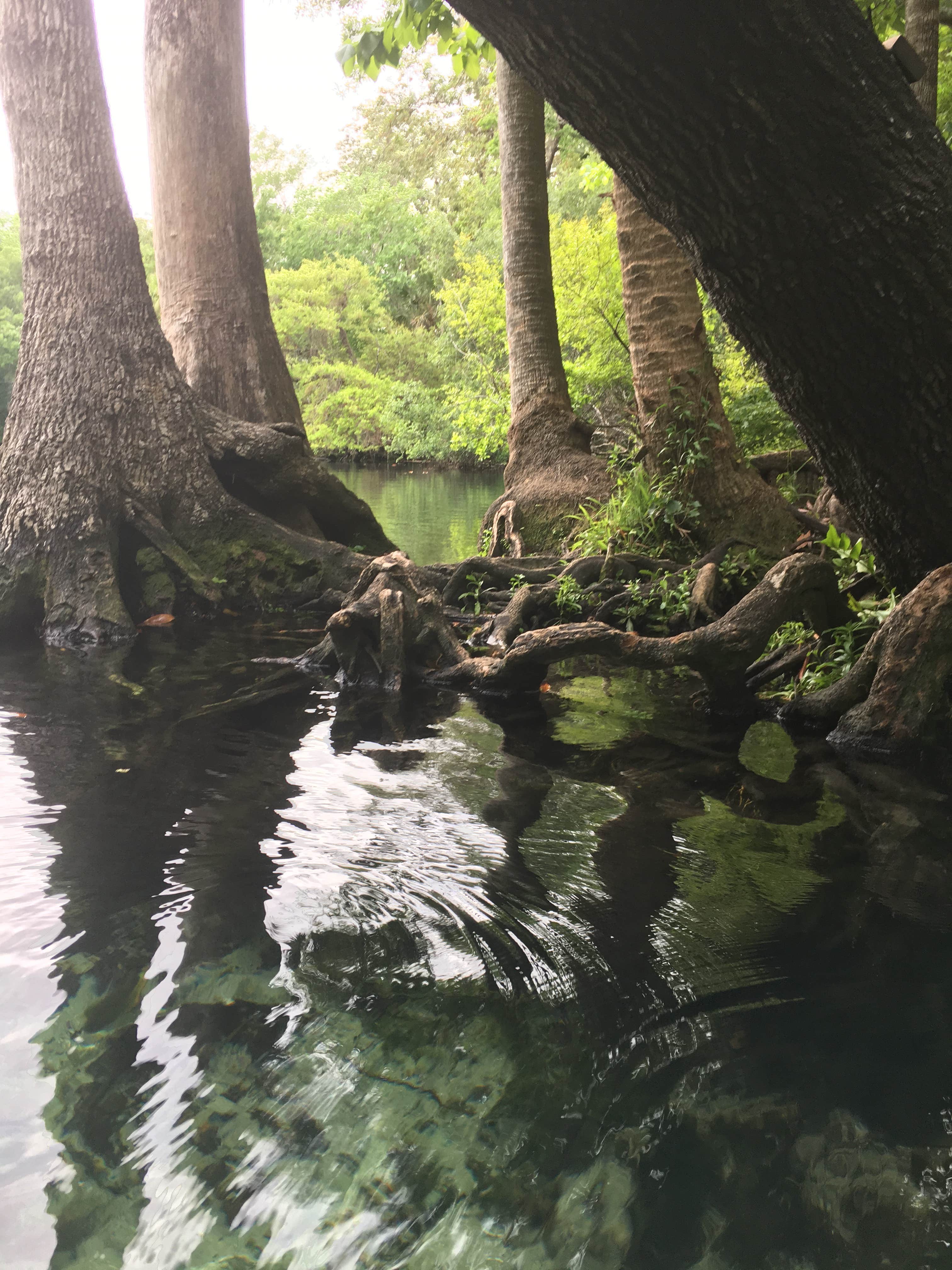 Camper submitted image from Chassahowitzka River Campground - 2