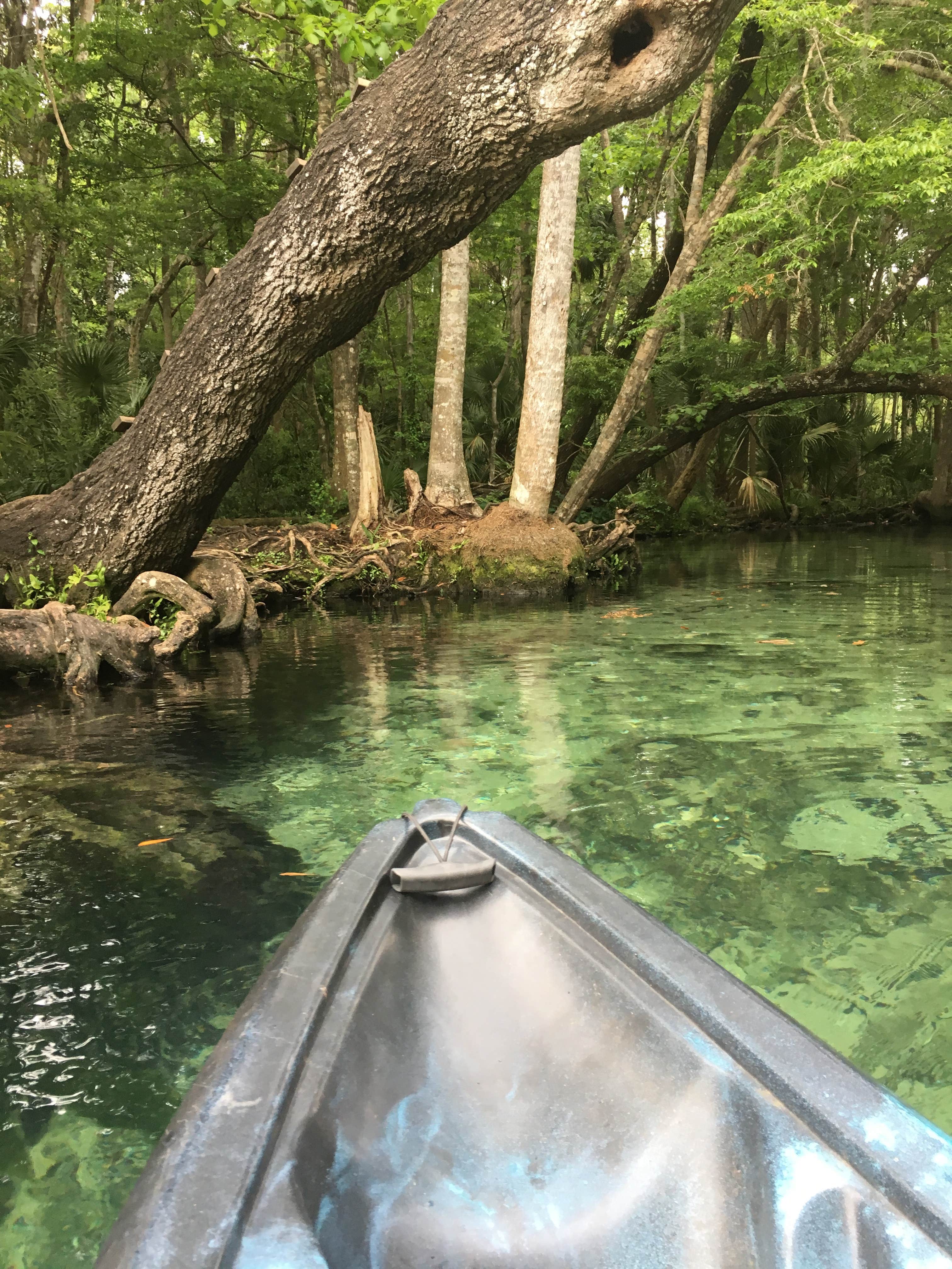 Camper-submitted photo at Chassahowitzka River Campground near Homosassa, FL