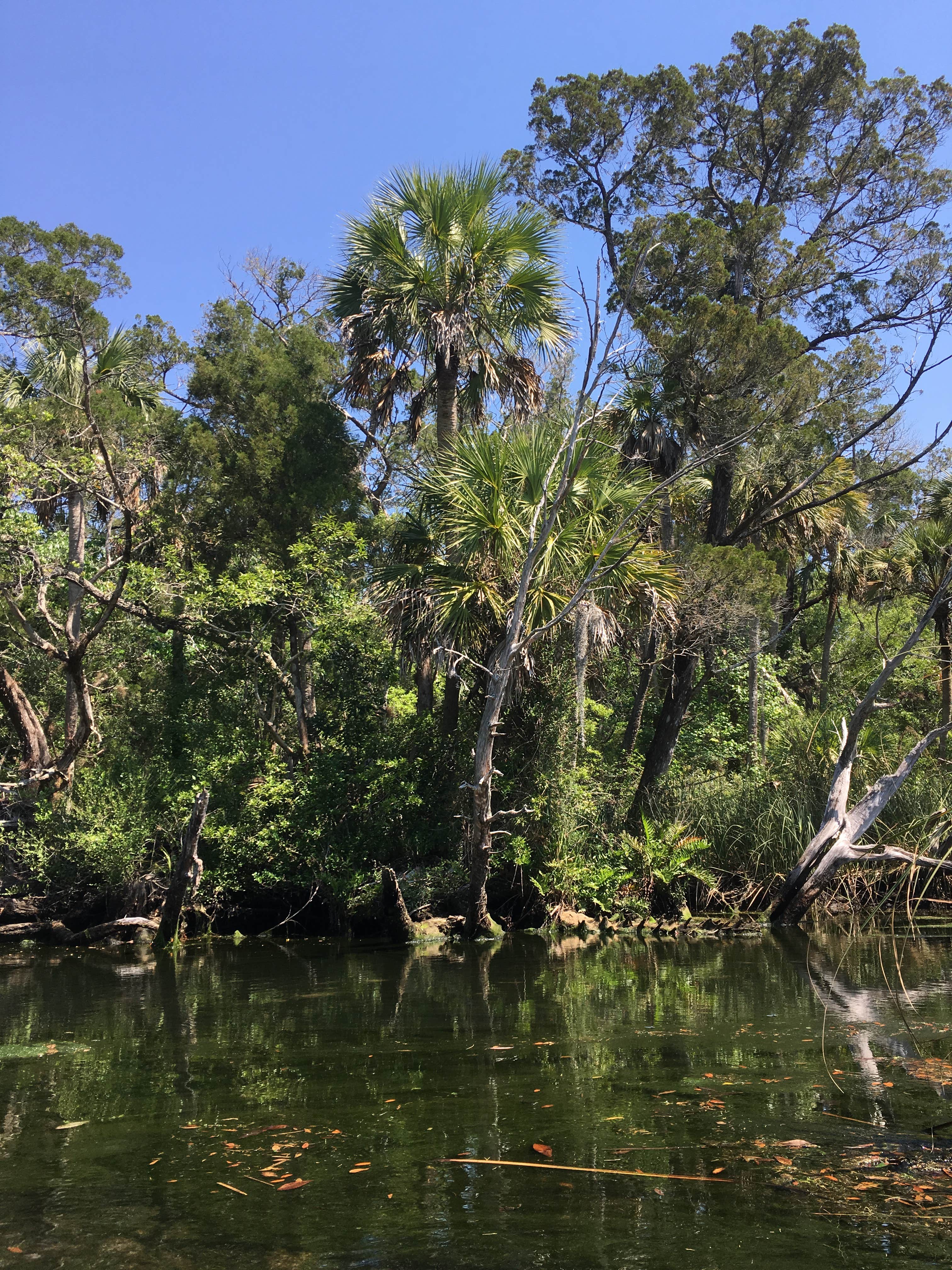 Camper-submitted photo at Chassahowitzka River Campground near Homosassa, FL