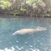 Review photo of Chassahowitzka River Campground by Lexi W., February 8, 2024