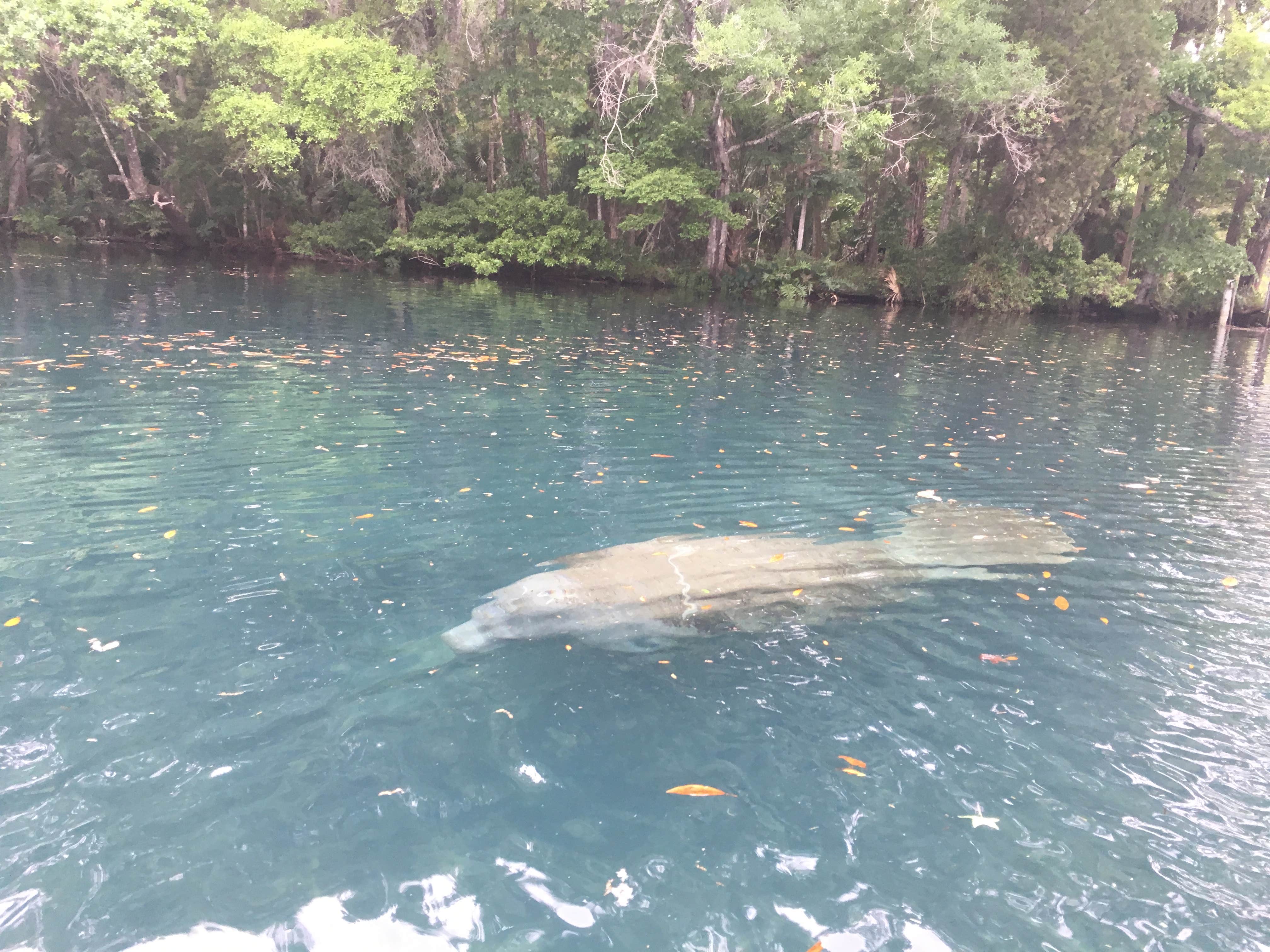 Camper submitted image from Chassahowitzka River Campground - 5