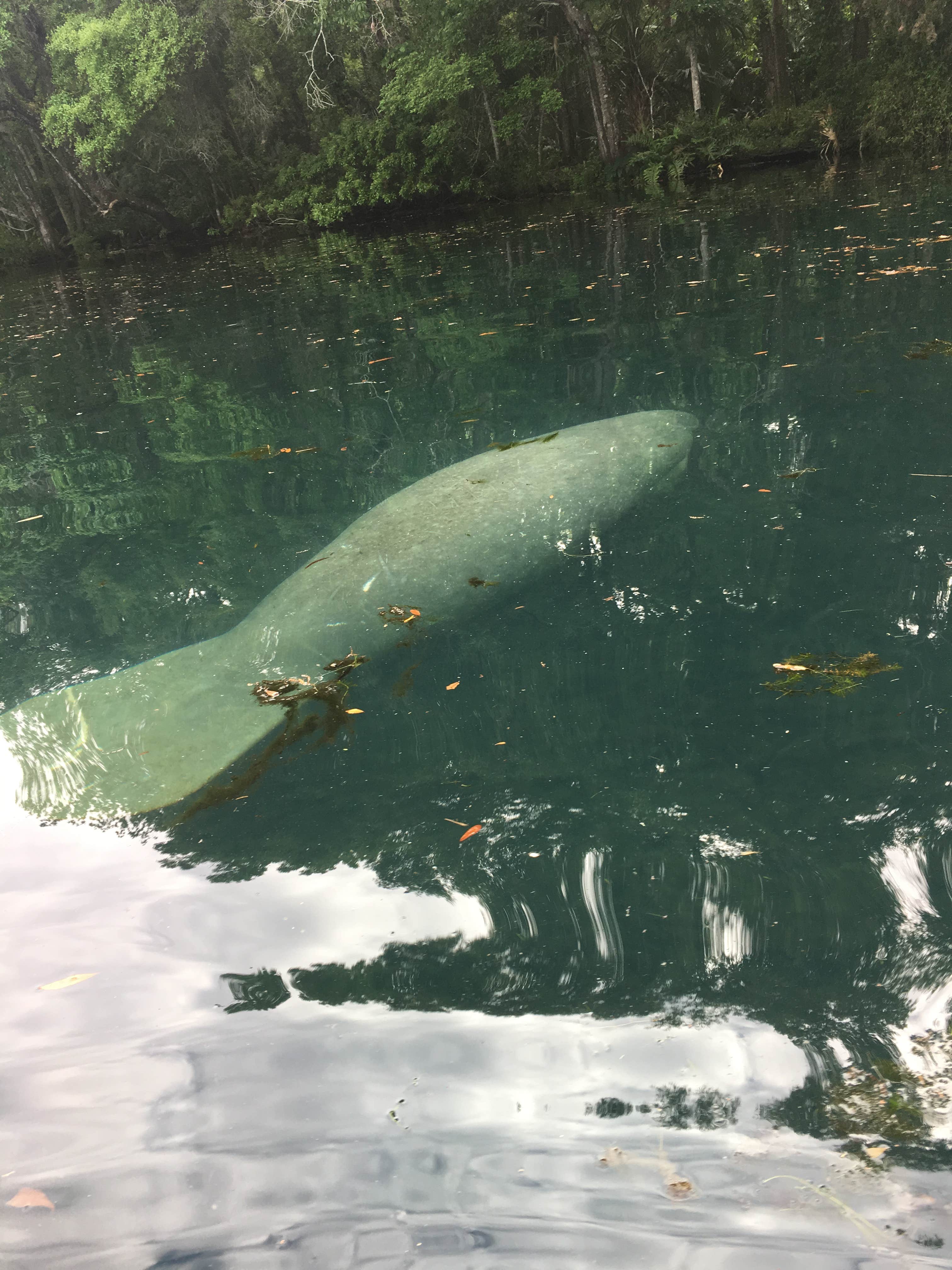 Camper submitted image from Chassahowitzka River Campground - 5