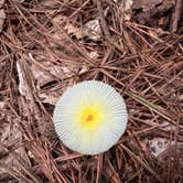 Review photo of Chattahoochee Bend State Park Campground by James E., July 27, 2024