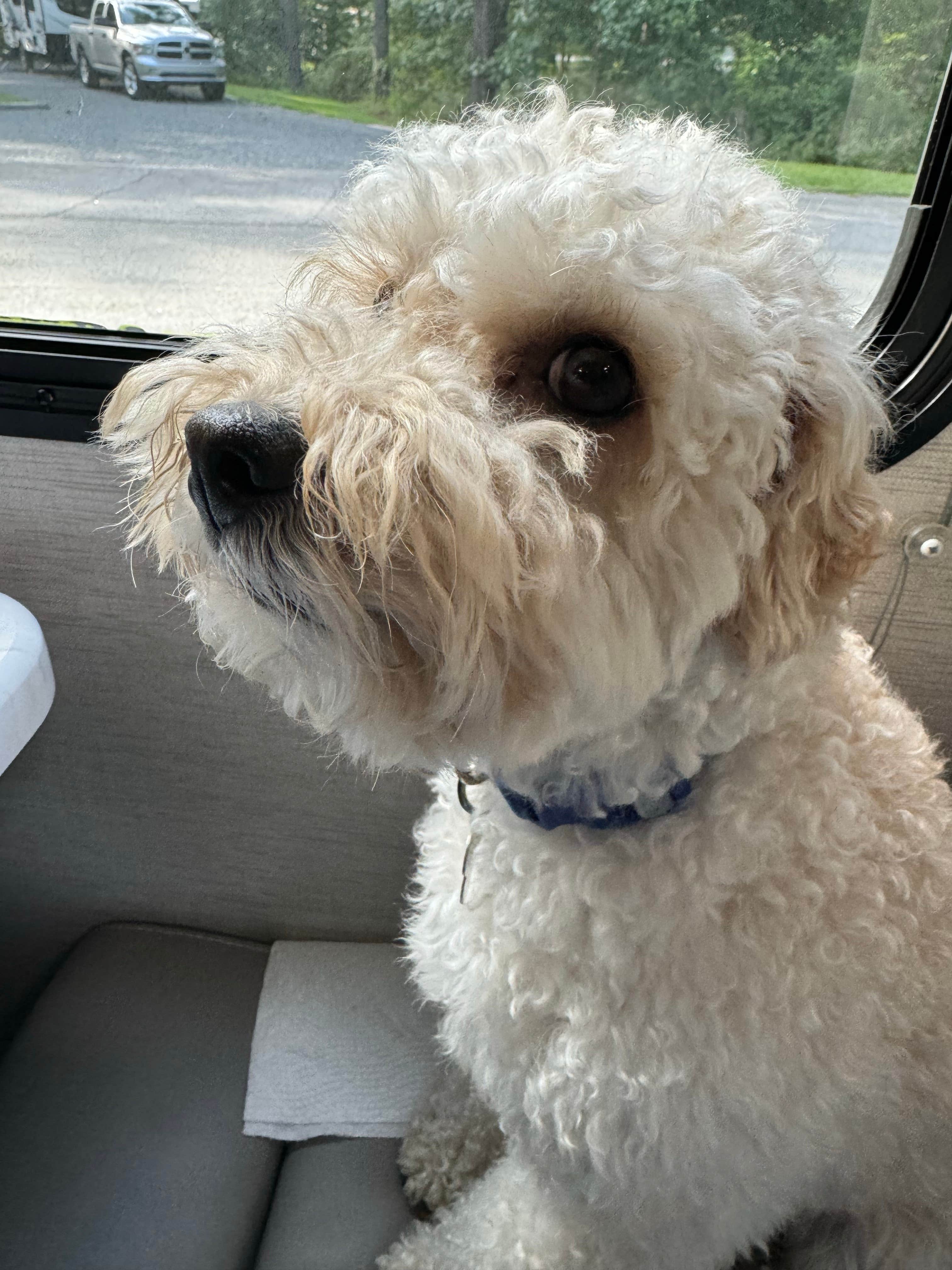 James E.'s photo of camping with pets at Chattahoochee Bend State Park Campground near Morrow, GA
