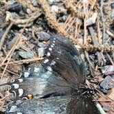 Review photo of Chattahoochee National Forest Boggs Creek Recreation Area by Clay T., May 7, 2024