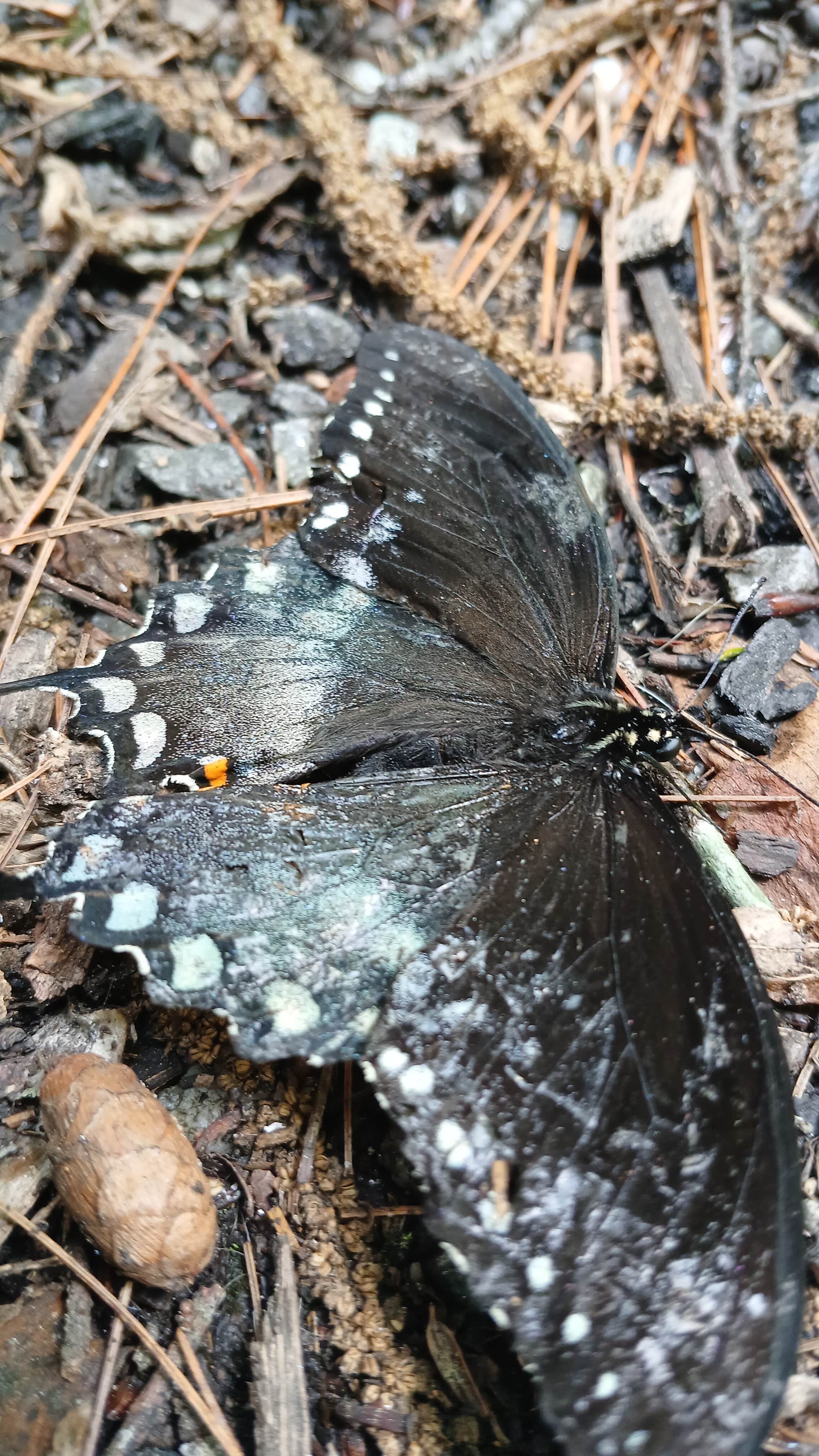 Camper submitted image from Chattahoochee National Forest Boggs Creek Recreation Area - 5