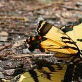 Review photo of Chattahoochee National Forest Boggs Creek Recreation Area by Clay T., May 7, 2024