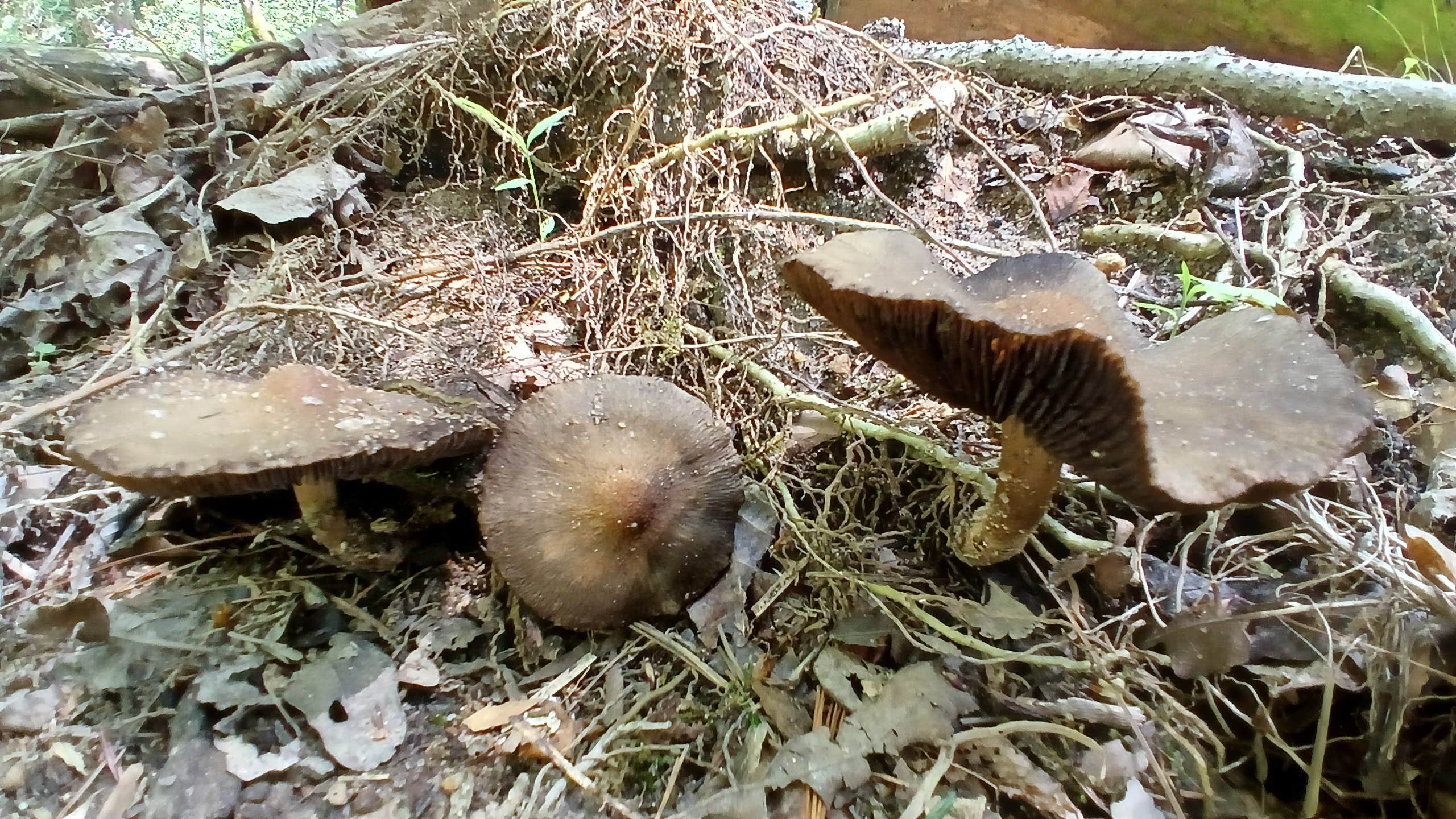 Chattahoochee National Forest Boggs Creek Recreation Area - PERMANENTLY CLOSED
