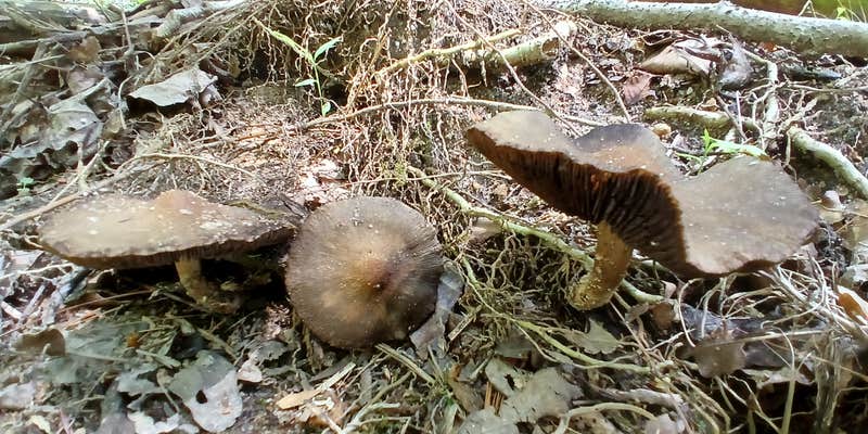 Camper submitted image from Chattahoochee National Forest Boggs Creek Recreation Area - PERMANENTLY CLOSED