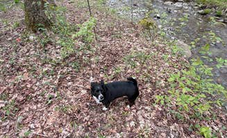 Ilce H.'s photo of camping with pets at Chautauqua Gorge State Forest Campground near Sinclairville, NY