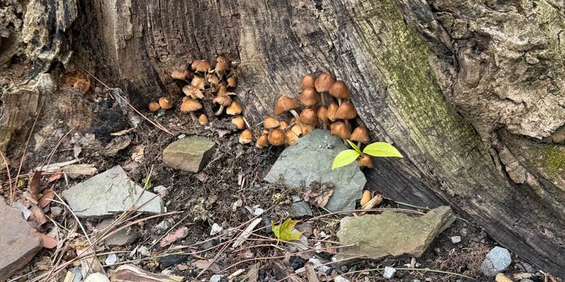 Camper submitted image from Chautauqua Gorge State Forest Campground
