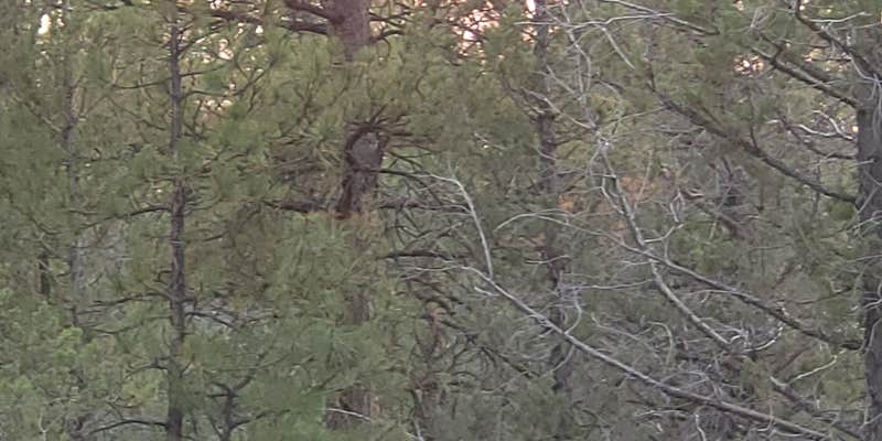 Camper submitted image from Cheoah Bald Campground