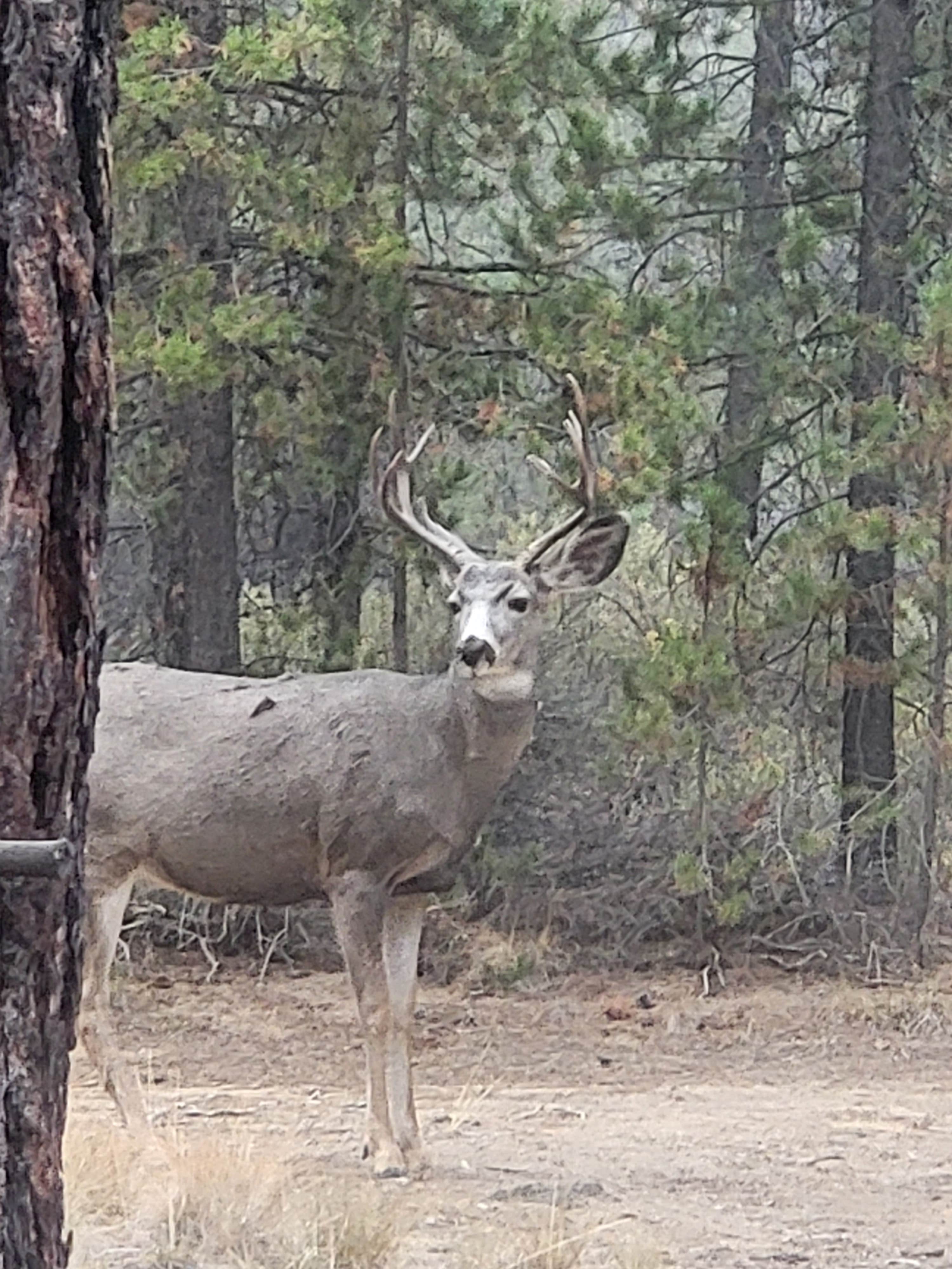 Camper-submitted photo at Cheoah Bald Campground near Bryson City, NC