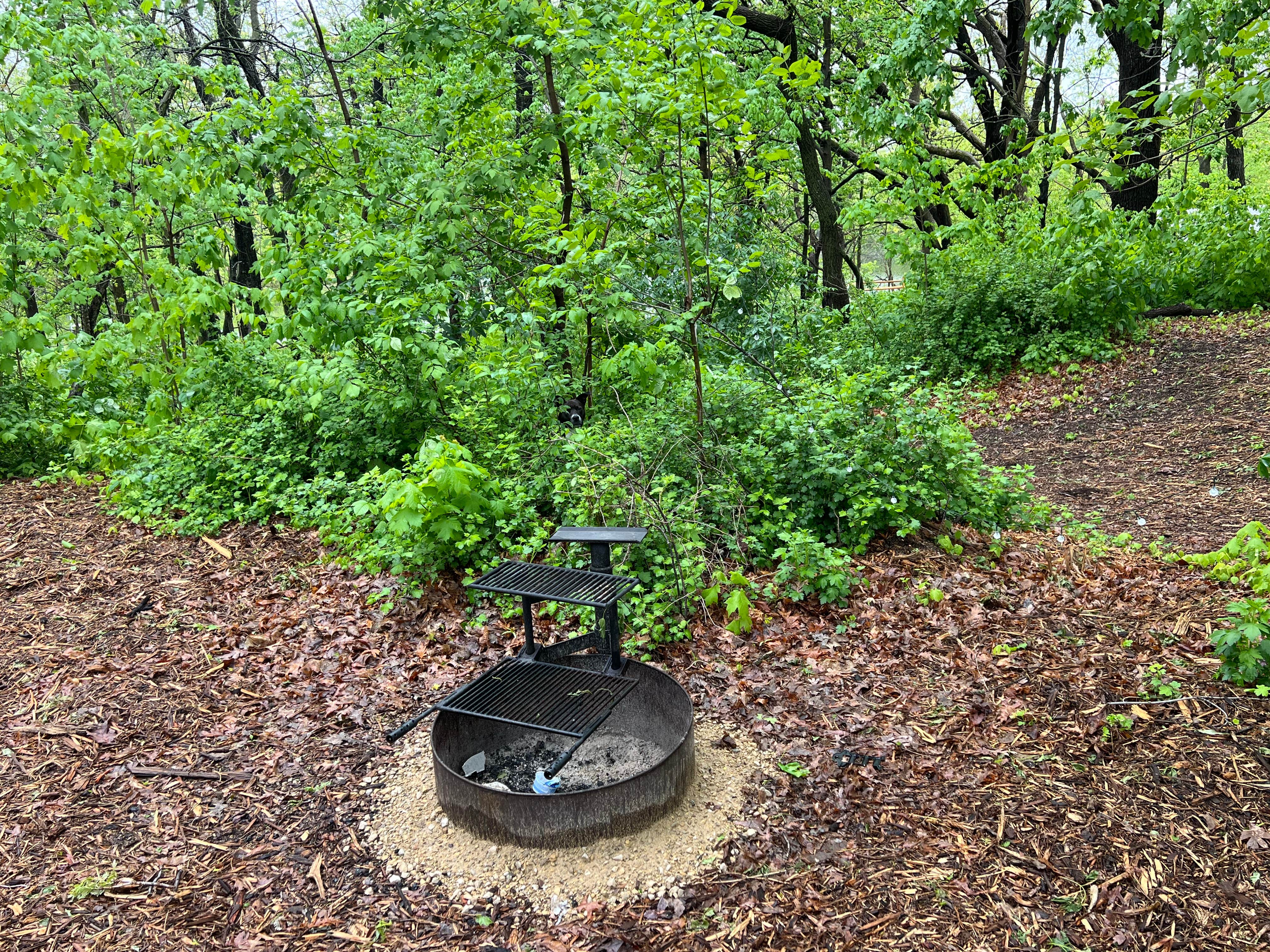 Camper submitted image from Chester Woods Patk - 5