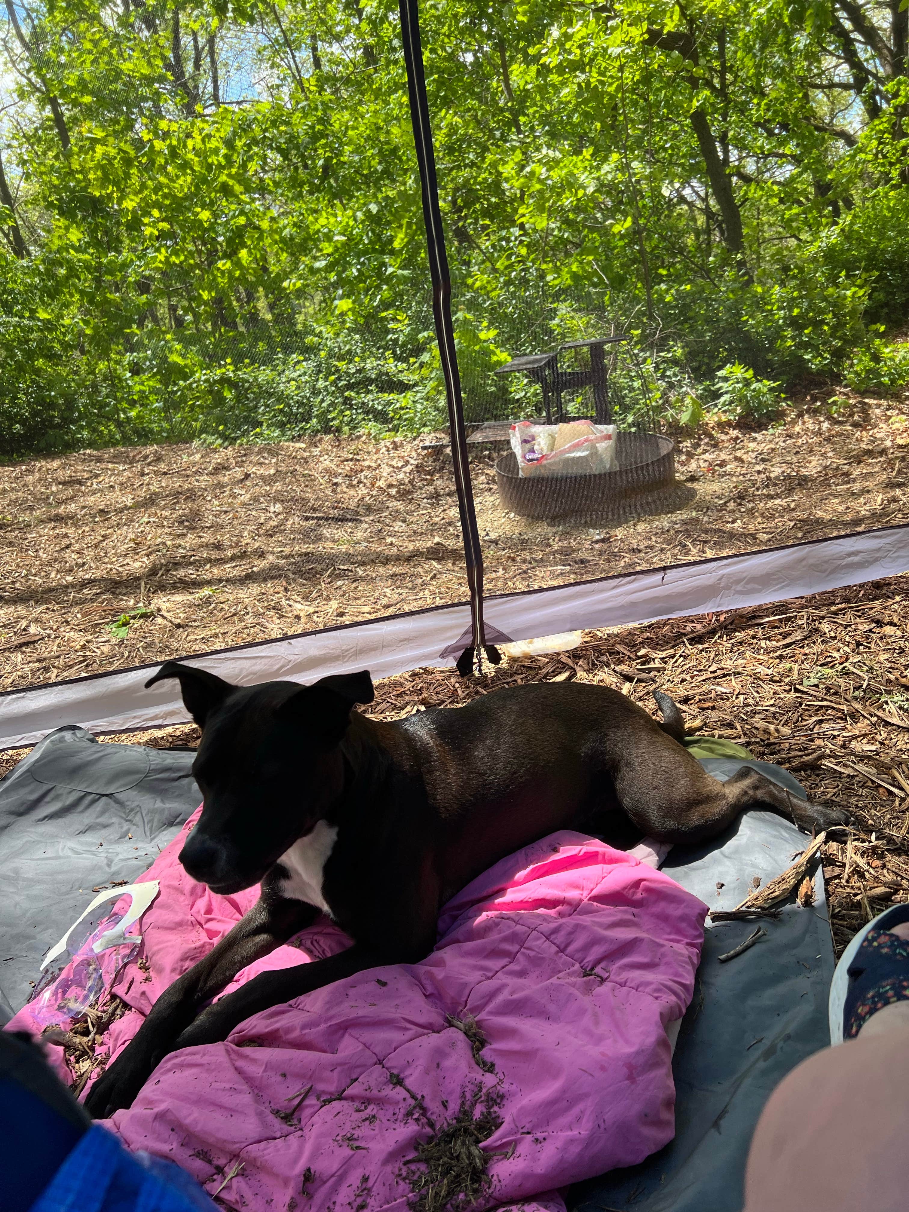 Camper-submitted photo at Chester Woods Patk near Marion, MN