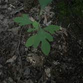 Review photo of Chestnut Creek Campground by Sienna L., July 24, 2025