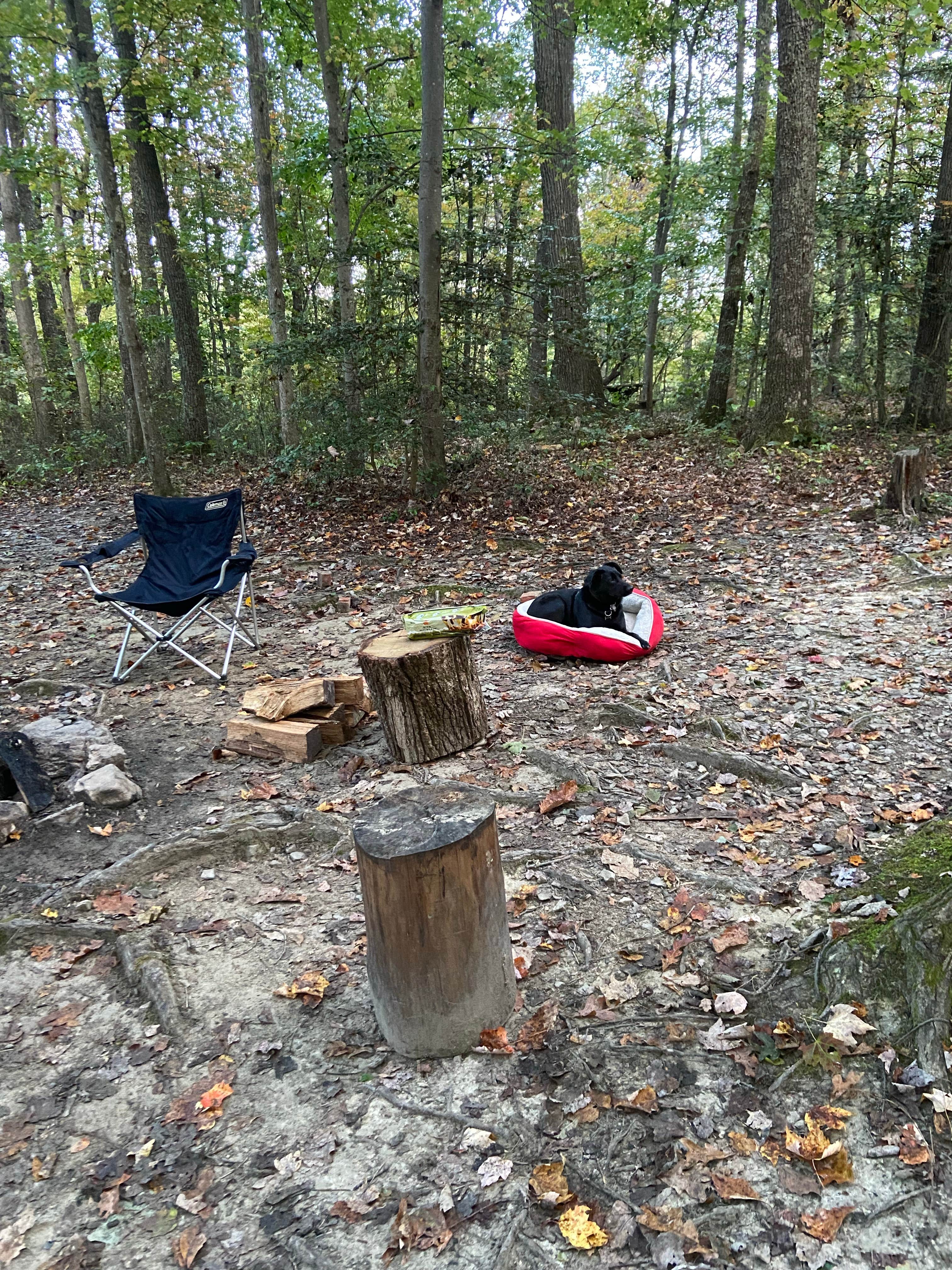Tracy Z.'s photo of camping with pets at Chestnut Creek Campground near Lansing, WV