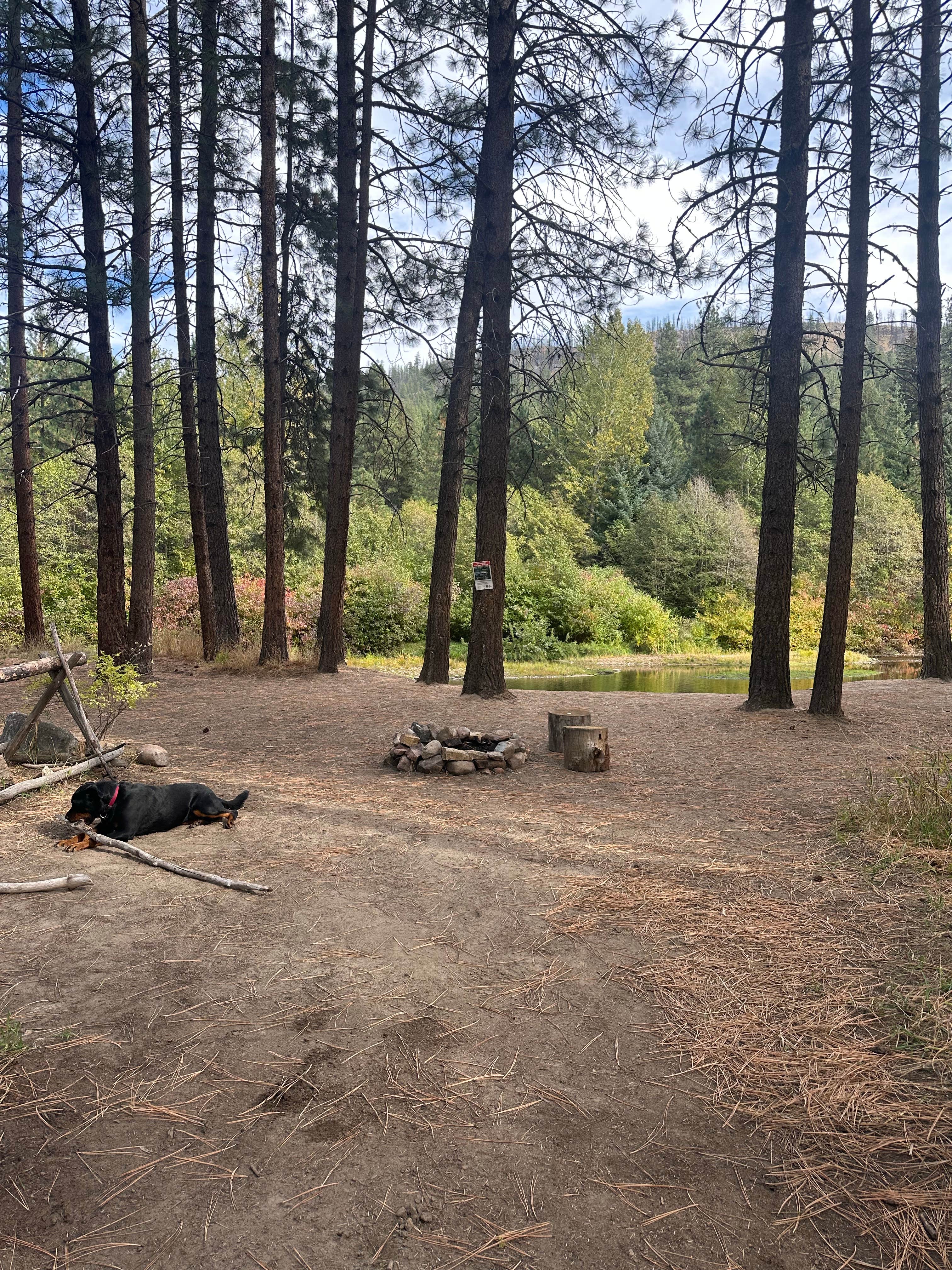 Teresa A.'s photo of camping with pets at Chewuch River Camping near Mazama, WA