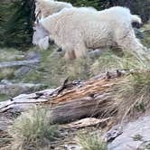 Review photo of Chicago Basin by Daniel E., January 29, 2026
