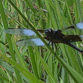 Review photo of Chickahominy WMA by Nikki L., August 22, 2026