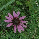 Review photo of Chickahominy WMA by Nikki L., August 22, 2026