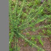 Review photo of Chickahominy WMA by Nikki L., August 22, 2026