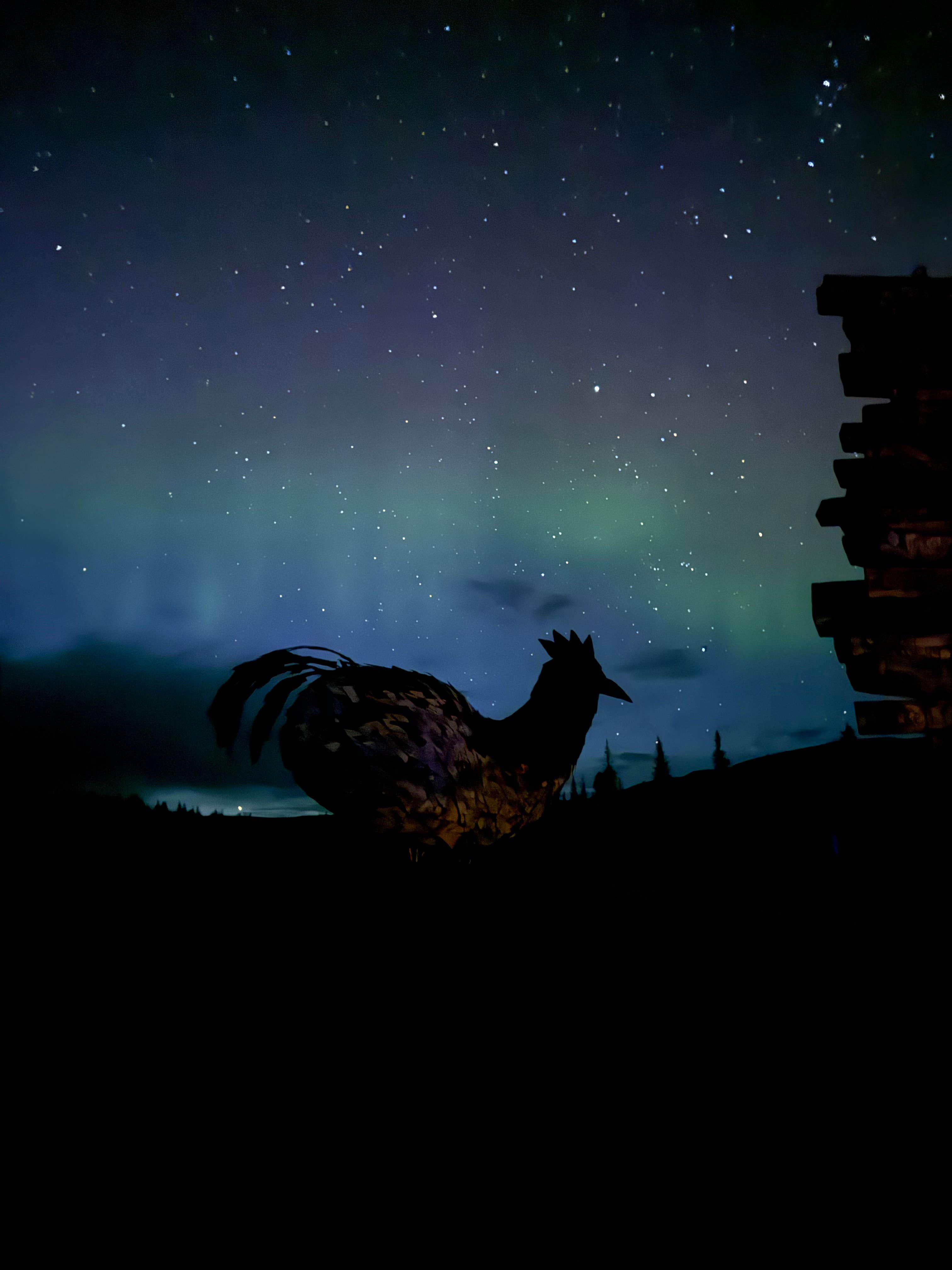 Camper submitted image from Chicken Gold Camp & Outpost - 4