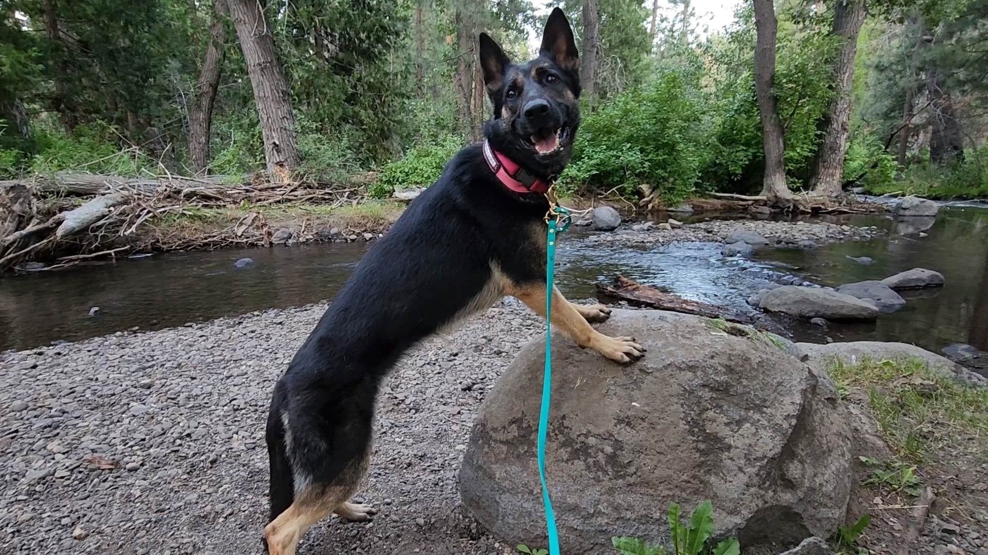 G R.'s photo of camping with pets at Chilcoot Family Campground near Litchfield, CA