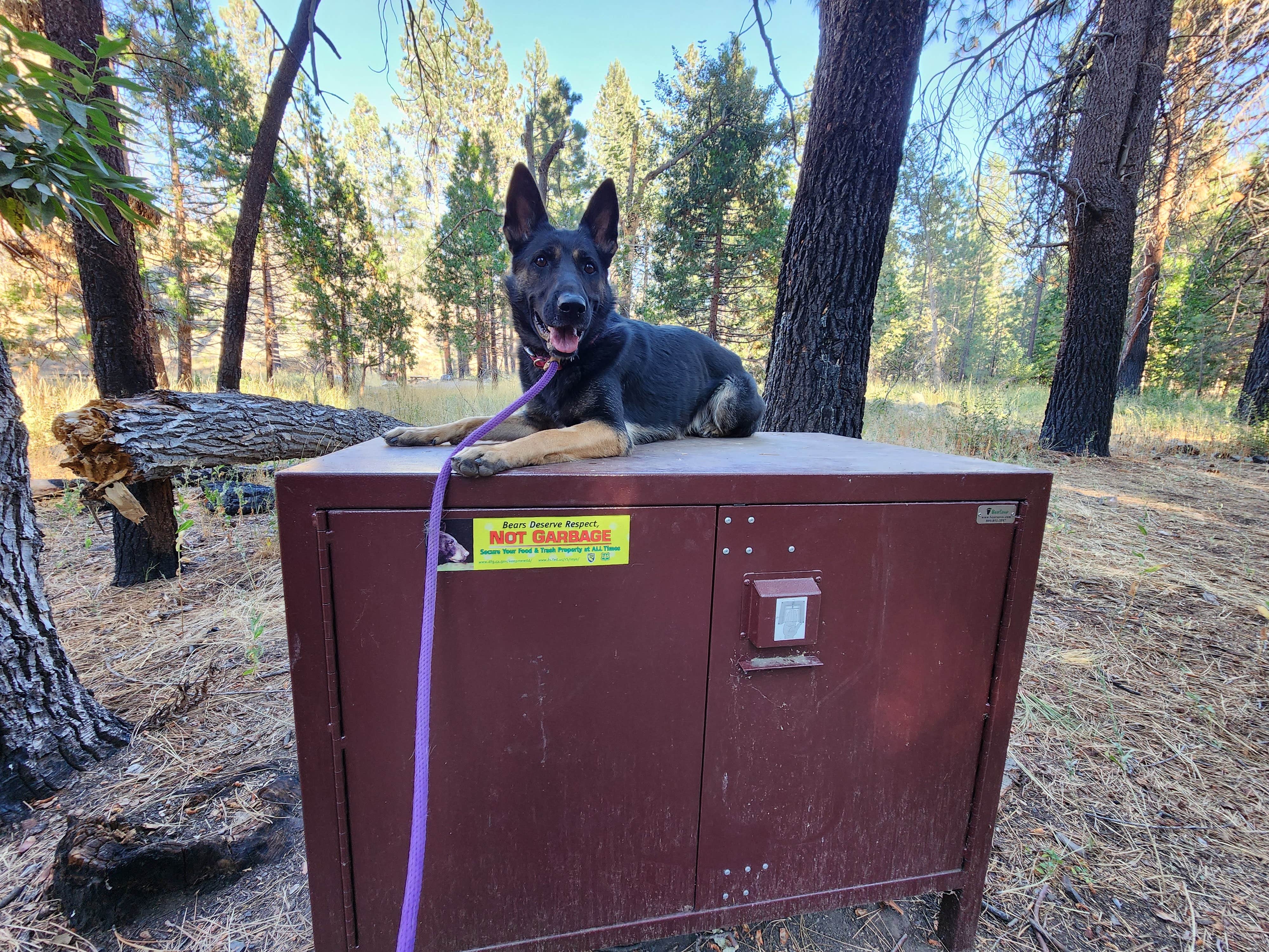 Genevieve R.'s photo of camping with pets at Chilcoot Family Campground near Loyalton, CA