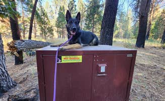 G R.'s photo of camping with pets at Chilcoot Family Campground near Blairsden-Graeagle, CA