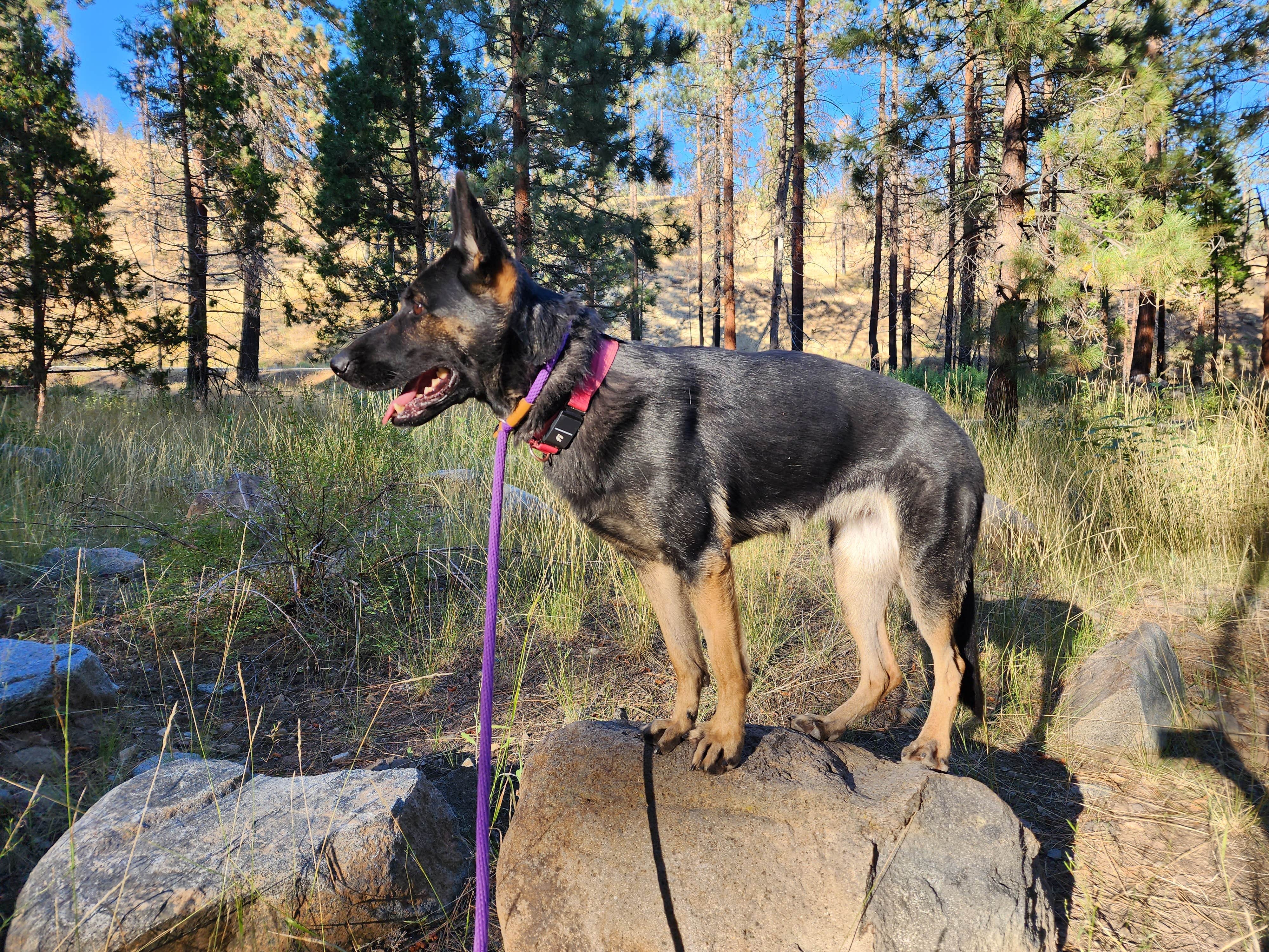 G R.'s photo of camping with pets at Chilcoot Family Campground near Blairsden-Graeagle, CA