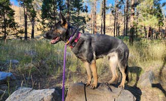 G R.'s photo of camping with pets at Chilcoot Family Campground near Blairsden-Graeagle, CA