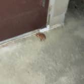 Review photo of Chilhowee by Amber C., August 27, 2025