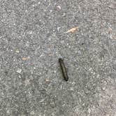 Review photo of Chilhowee by Amber C., August 27, 2025