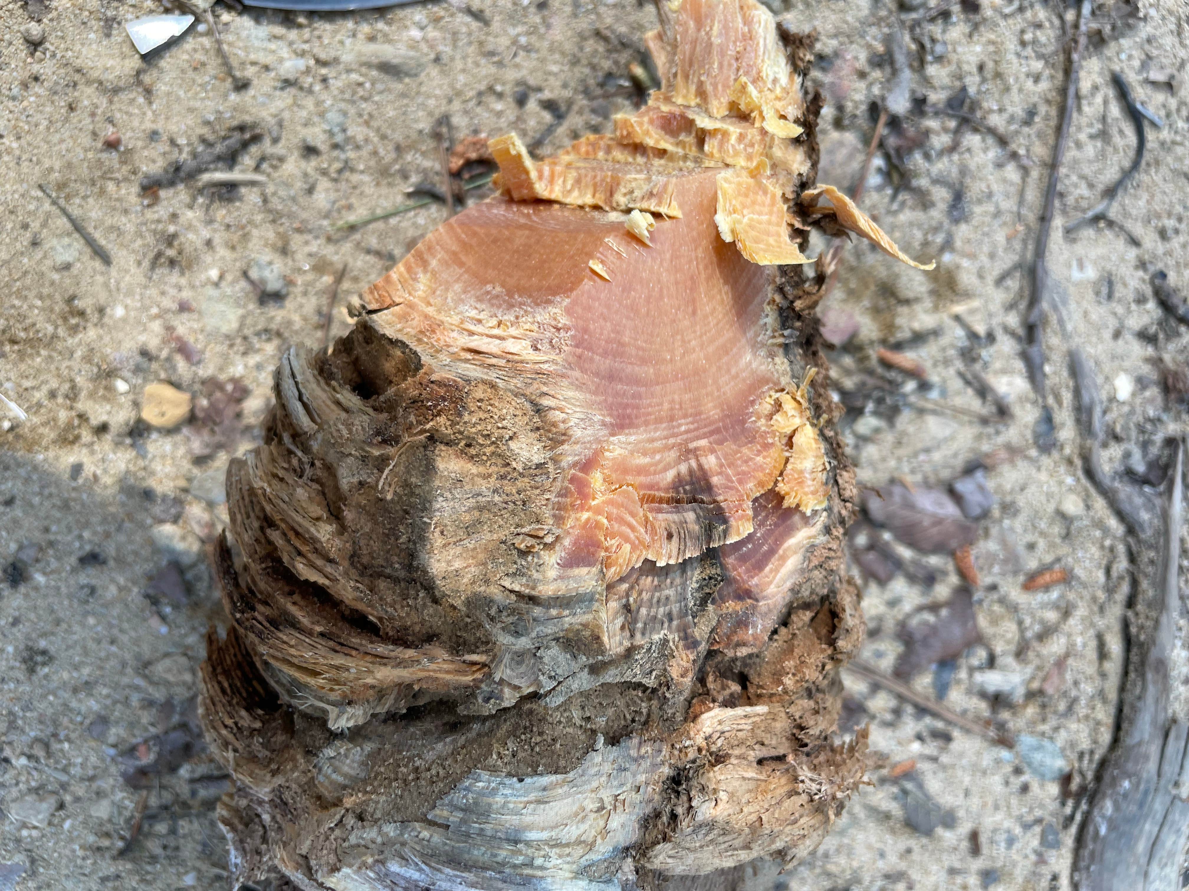 Camper-submitted photo at Chinnabee Silent Trail Backcountry Site 9 near Oneonta, AL