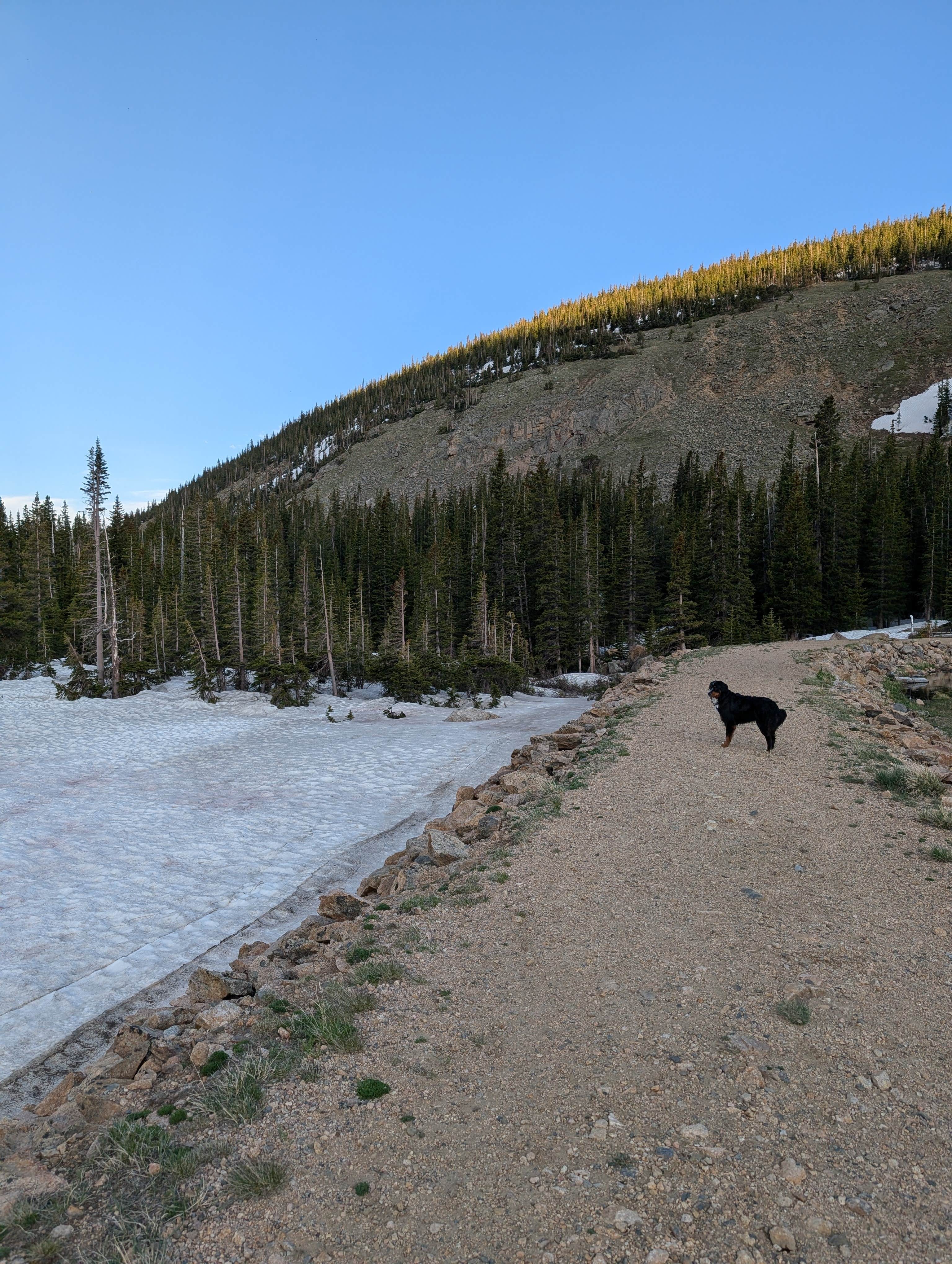 Wesley S.'s photo of camping with pets at Chinns Lake Dispersed Camping near Winter Park, CO