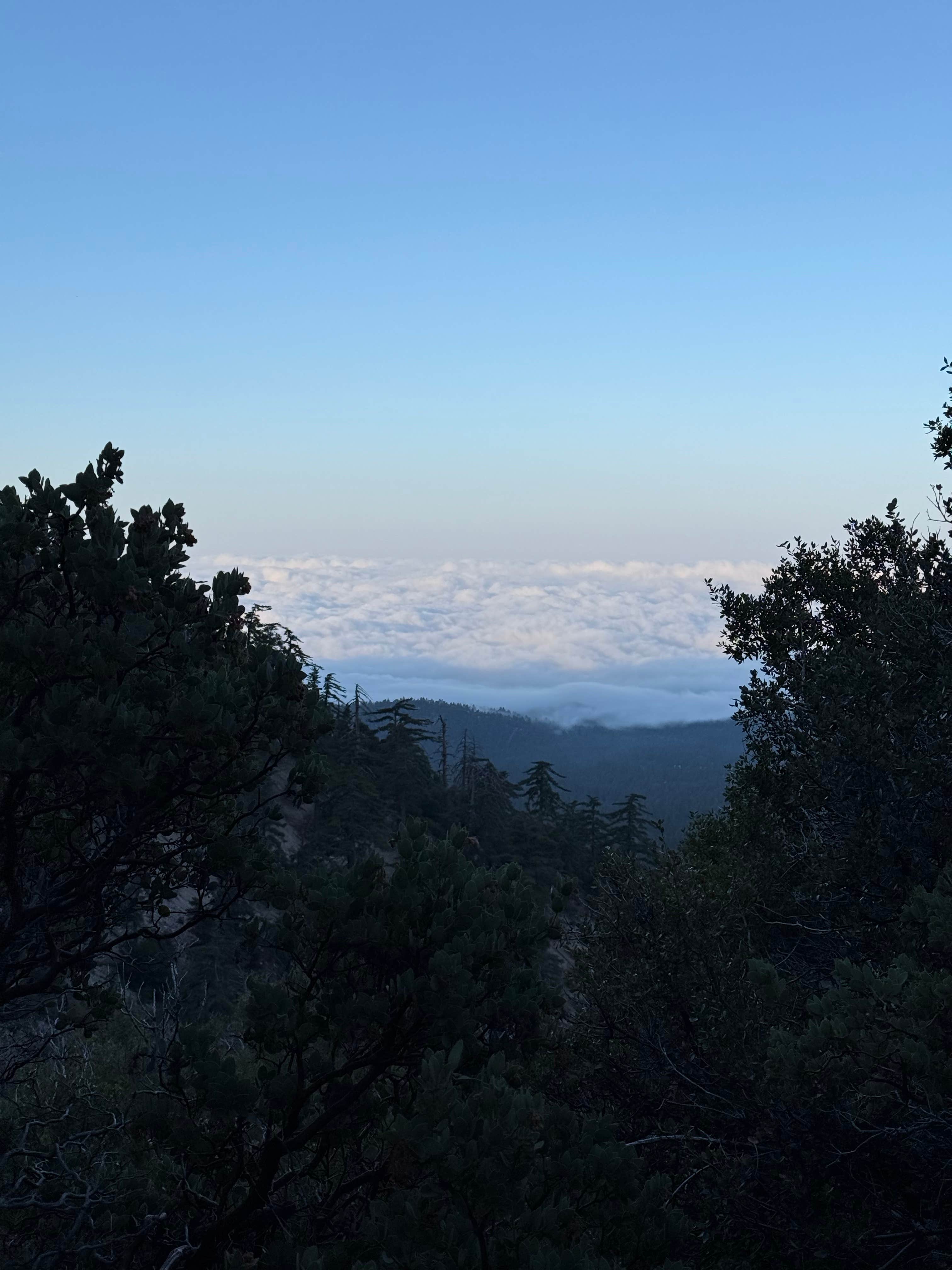 Camper submitted image from Chinouapin Zone San Bernardino National Forest - 1