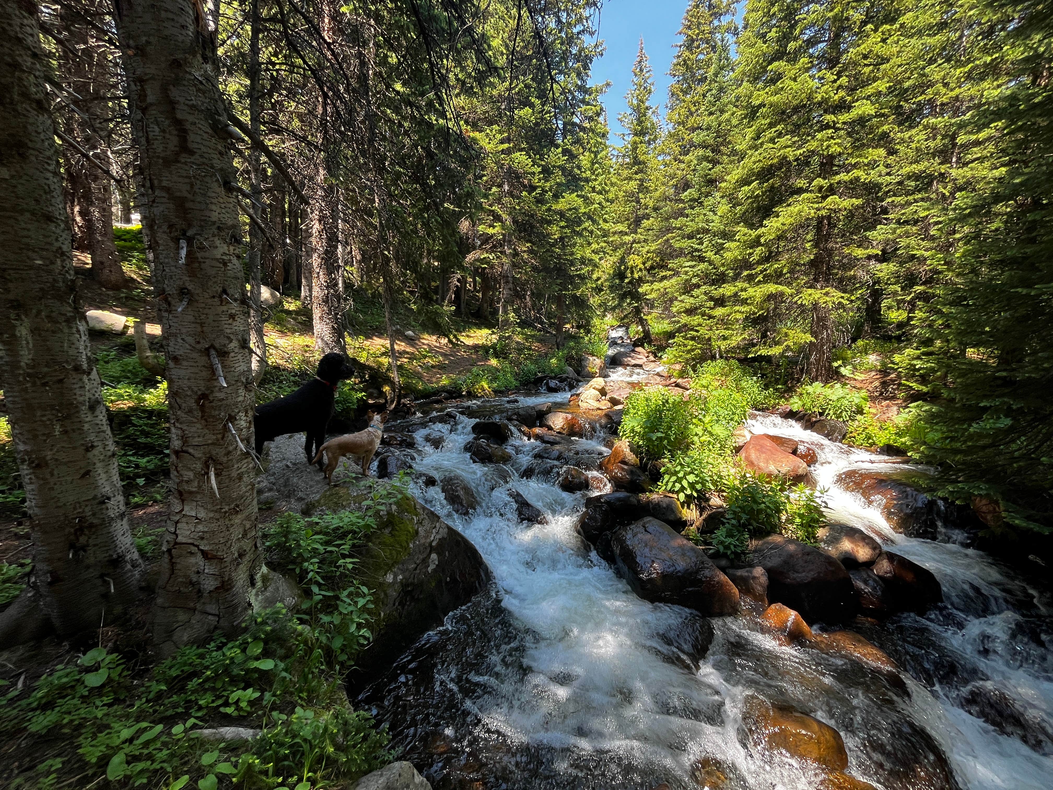 R F.'s photo of camping with pets at Chinns Lake Dispersed Camping near Silver Plume, CO