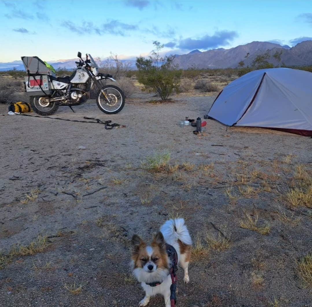 Steve R.'s photo of camping with pets at Chiriaco Summit Dry Camp Area near Joshua Tree National Park
