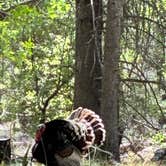 Review photo of Chiricahua Mountains by Lisa M., May 7, 2026