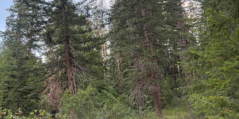 Camper submitted image from Chiwaukum Creek