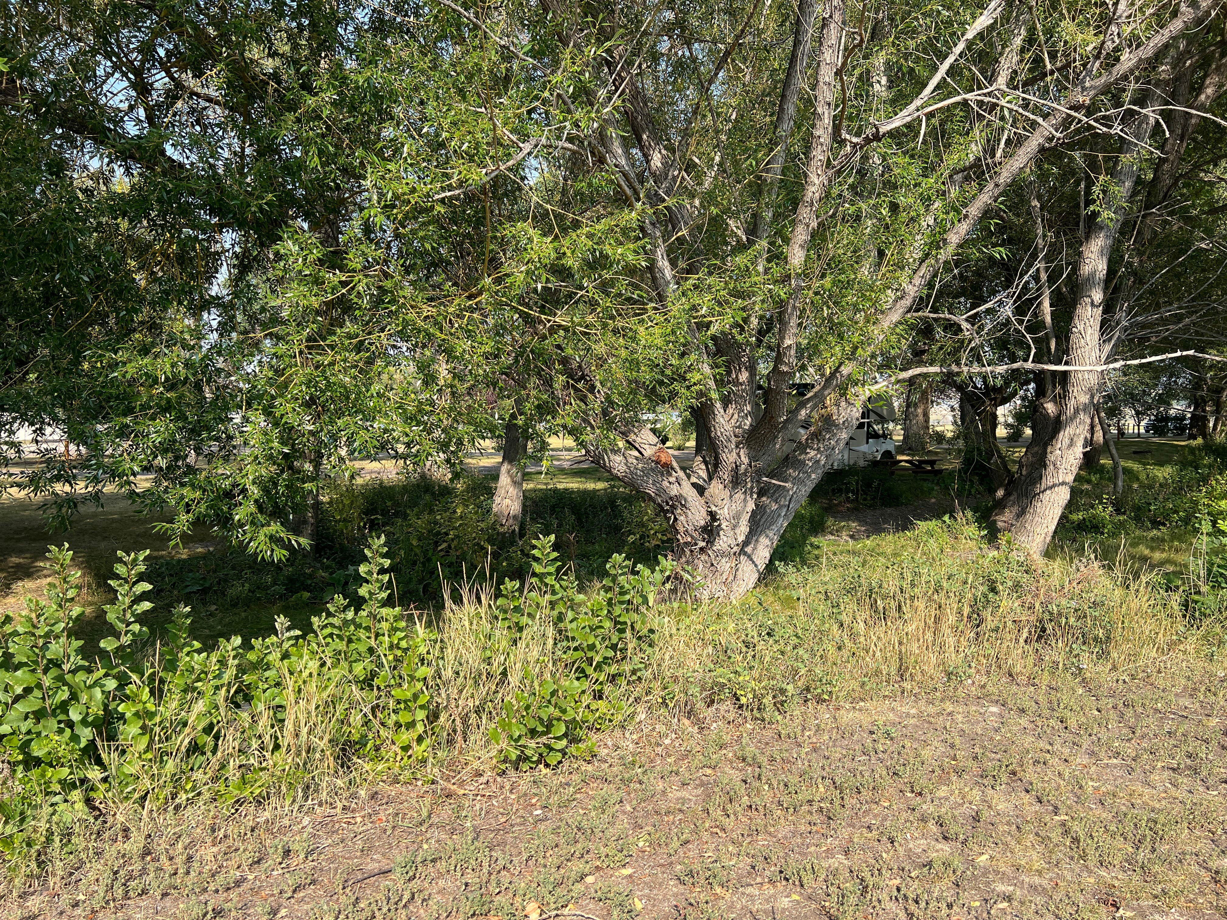 Camper submitted image from Choteau City Park - 1
