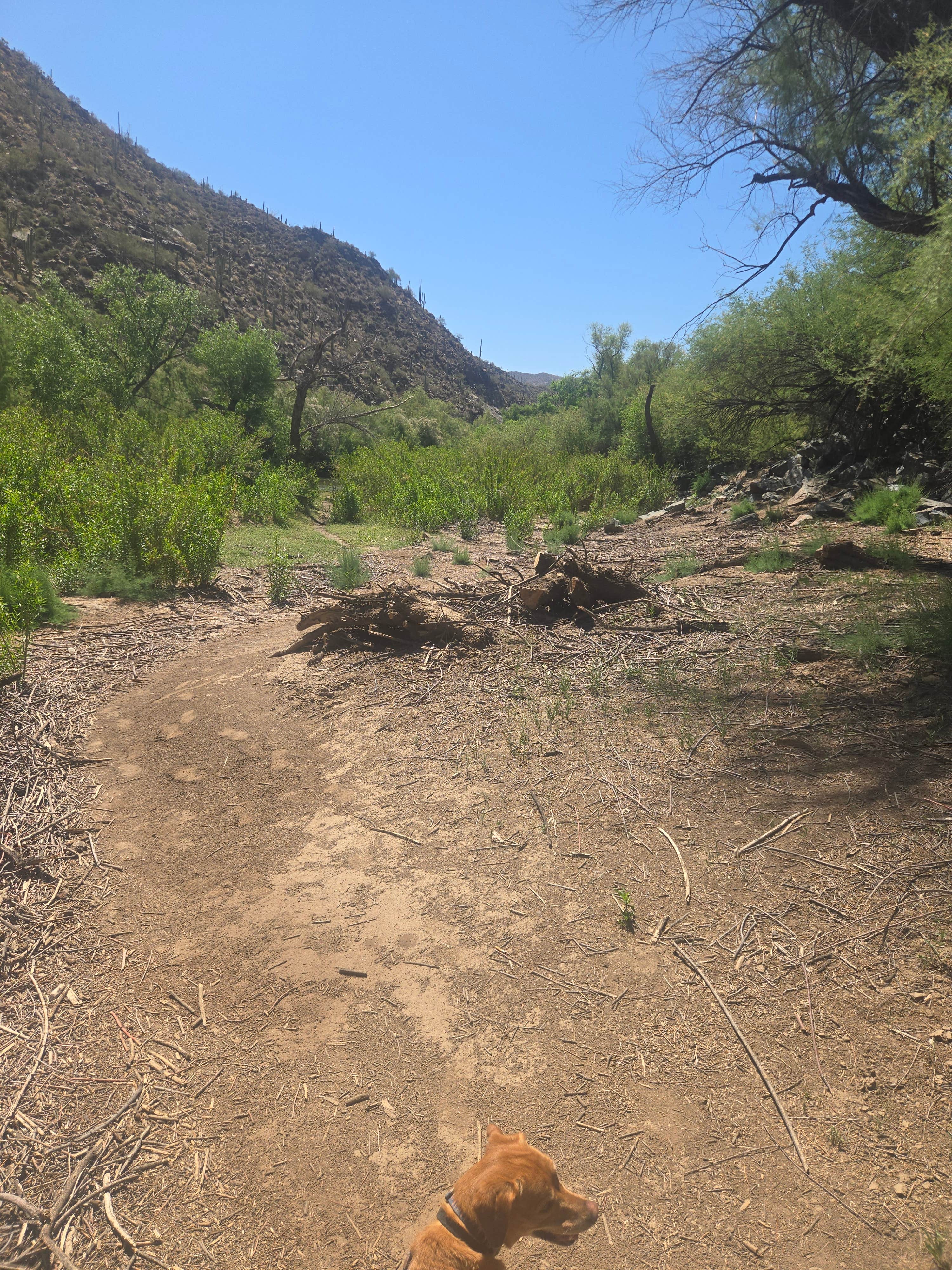 Camper-submitted photo at Christmas - Gila River Recreation Area near Winkelman, AZ